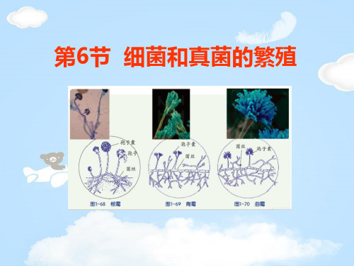 《细菌和真菌的繁殖》PPT课件