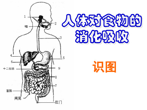 人体对食物的消化吸收-识图