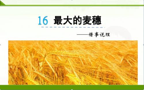 苏教版小学语文六年级下册课件：16最大的麦穗课件