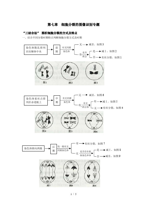 【精】有丝分裂件数分裂图像分析