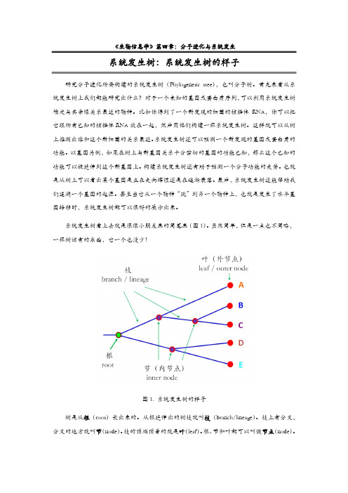 4.3系统发生树-01-系统发生树的样子