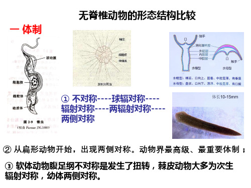 B-D 无脊椎比较归纳