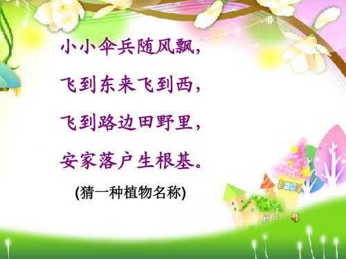 2014苏教版三年级上册《蒲公英》PPT课件11
