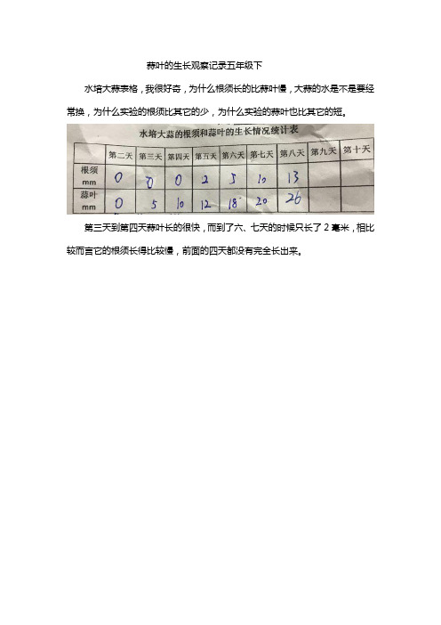 蒜叶的生长观察记录五年级下