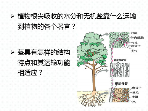 浙教版科学《植物的茎与物质运输》ppt优秀课件2