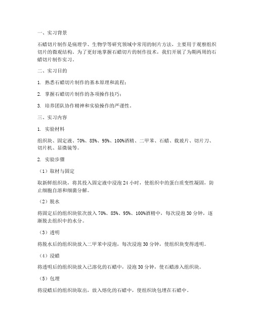 石蜡切片制作实习报告