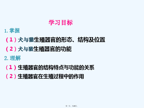 一单元雄犬雄猫的生殖器官