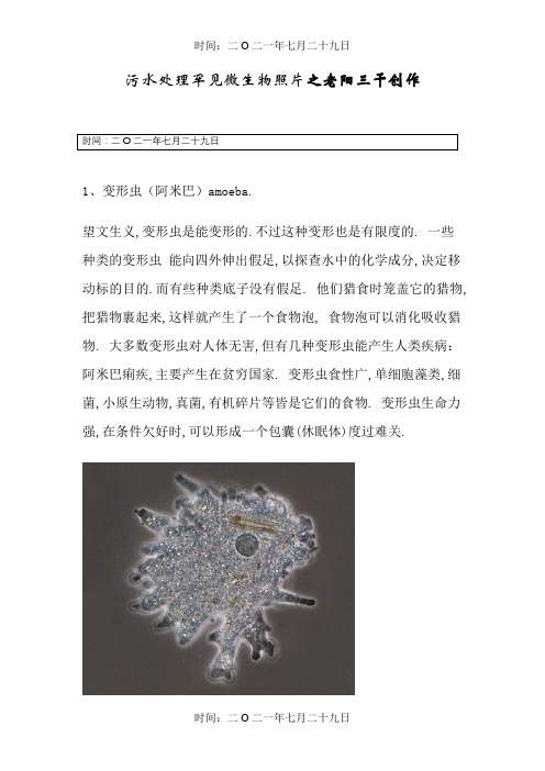 水中常见微生物图谱