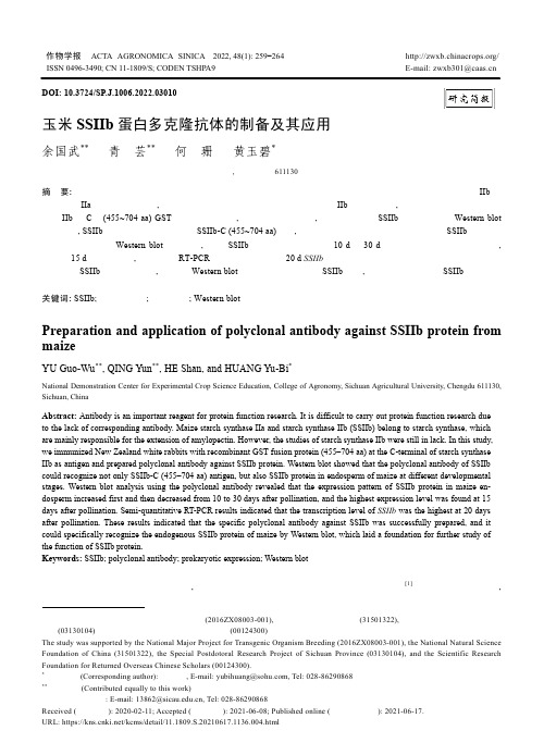 玉米SSIIb蛋白多克隆抗体的制备及其应用