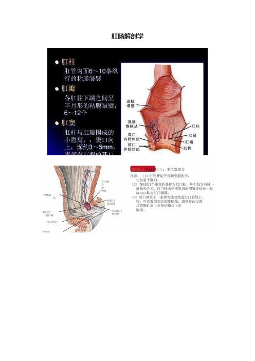 肛肠解剖学