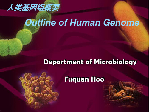 人类基因组概况ppt课件