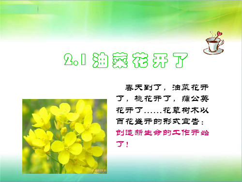 四年级下 油菜花开了教科版ppt (共29页)