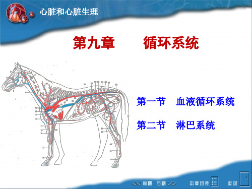 畜禽解剖生理9循环系统