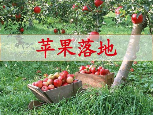 《苹果落地》课件