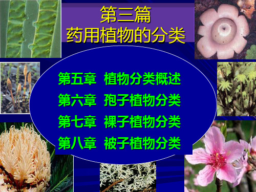 (药用植物学)第五章 药用分类概述