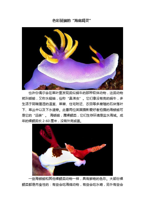 色彩斑斓的“海底精灵”