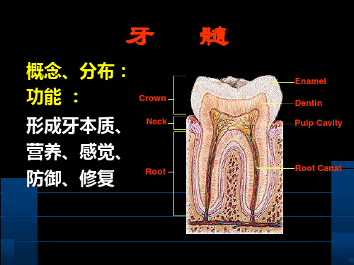 第三节牙髓