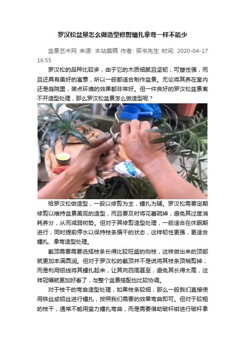 罗汉松盆景怎么做造型修剪蟠扎拿弯一样不能少