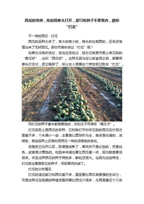 西瓜的变种，吃前用拳头打开，却只吃种子不要果肉，俗称“打瓜”