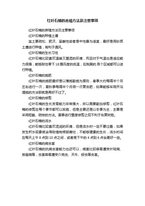 红叶石楠的养殖方法及注意事项