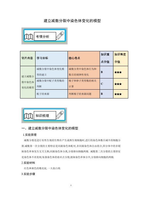 建立减数分裂中染色体变化的模型1