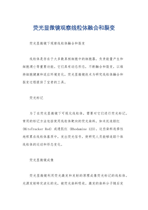 荧光显微镜观察线粒体融合和裂变