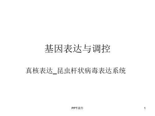 昆虫表达系统  ppt课件