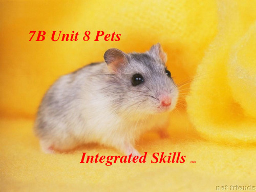 牛津译林版七年级英语下册《Unit 8 Pets》Integrated Skills 优课件