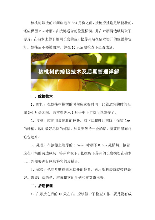 核桃树的嫁接技术及后期管理详解