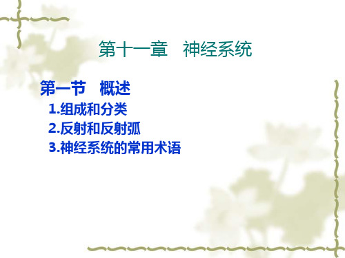 脊髓与脑干