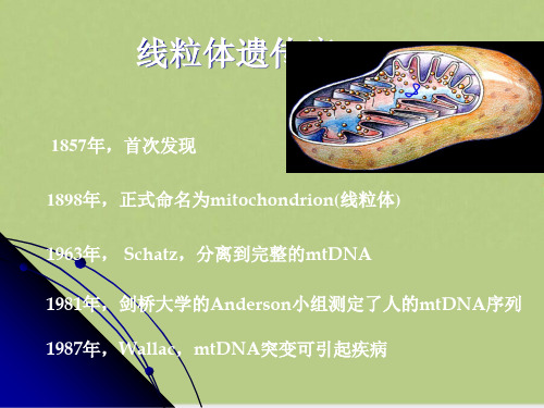 线粒体遗传病解析