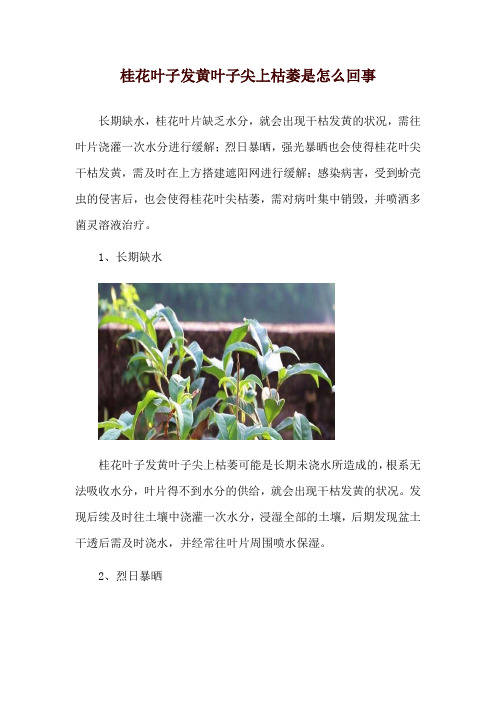 桂花叶子发黄叶子尖上枯萎是怎么回事