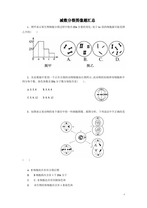 减数分裂识图辨析