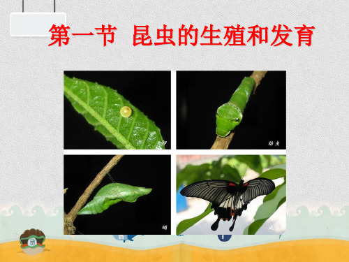 21昆虫的生殖和发育-山东省武城县济南版八年级生物上册课件(共40张PPT)