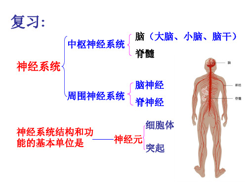 神经调节的基本方式