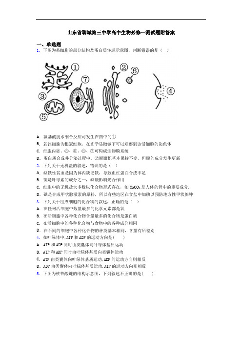 山东省聊城第三中学高中生物必修一测试题附答案