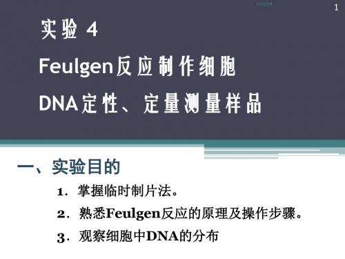 实验4  Feulgen反应制作细胞DNA定性、定量测量样品