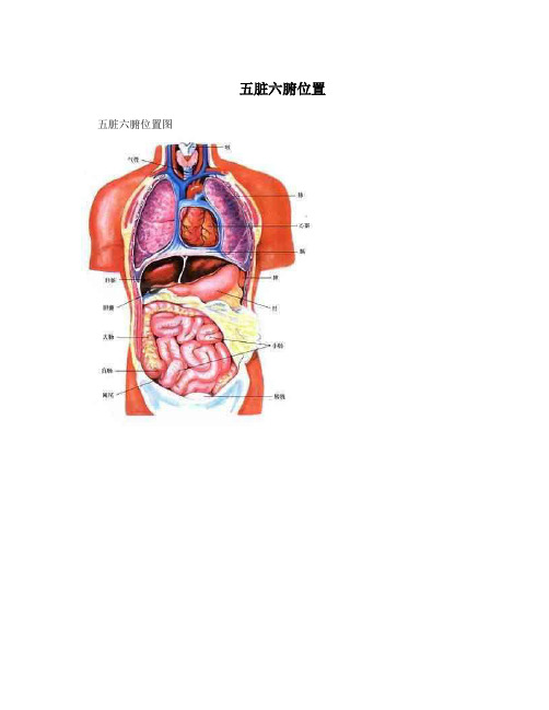 五脏六腑位置