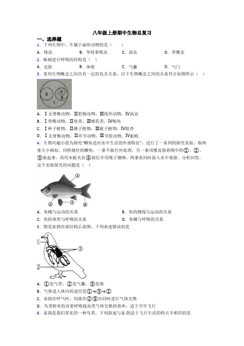 八年级上册期中生物总复习