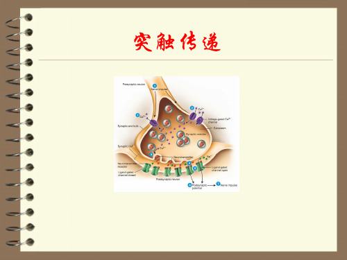 神经生物学：突触传递