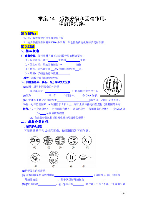 生物课时学案：必修二14减数分裂和受精作用(含答案)