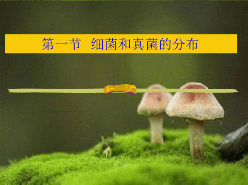 七年级下册生物课件 611细菌和真菌的分布课件2鲁科版