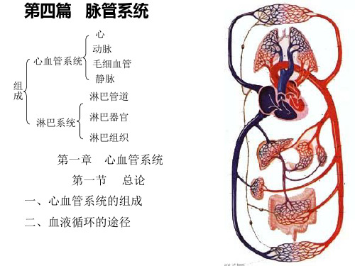 心脏解剖图ppt课件