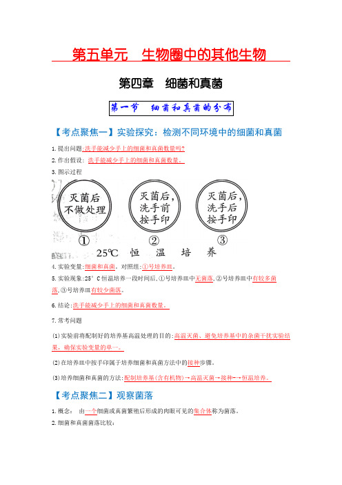 考点04  细菌和真菌、病毒 中考生物 知识点复习(人教版)