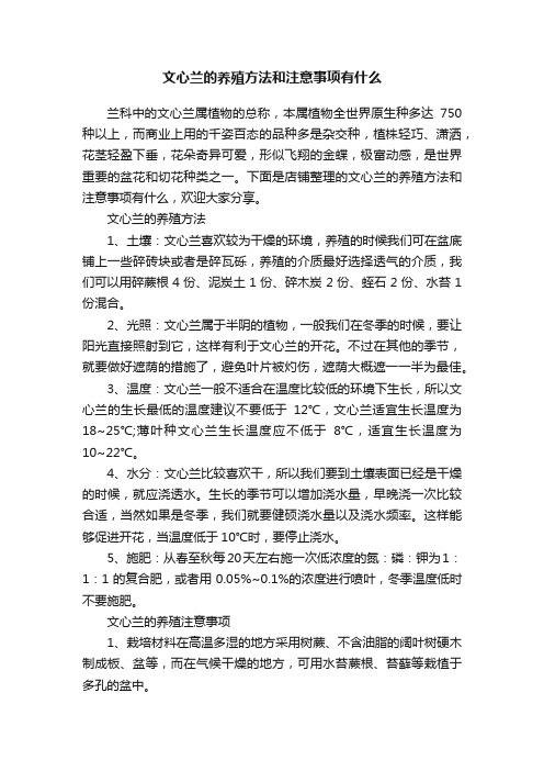 文心兰的养殖方法和注意事项有什么