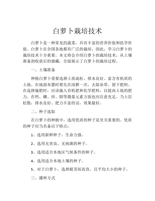 白萝卜栽培技术