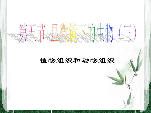 植物组织 动物组织