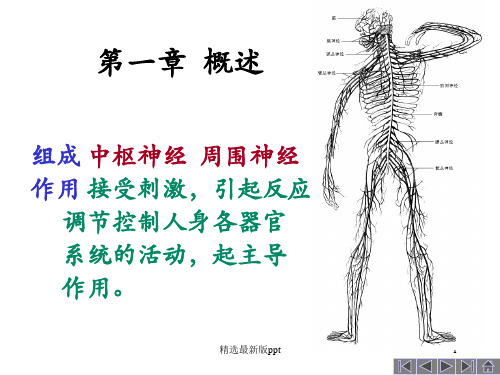 护理解剖学中枢神经系统ppt课件