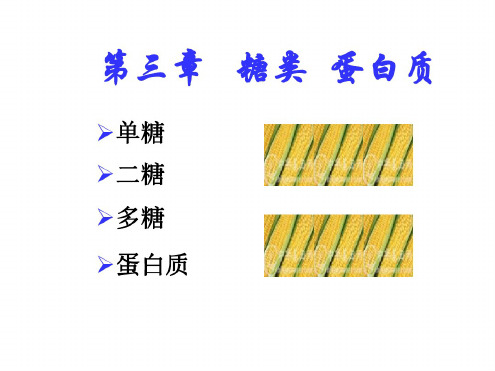 高一生物糖类蛋白质