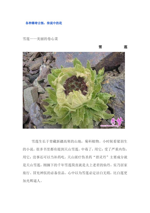 各种稀奇古怪,传说中的花